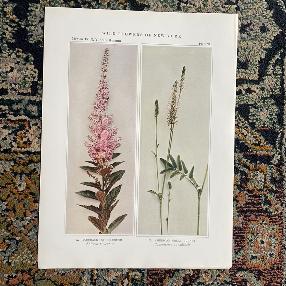 🖤5/$25 Antique Botanical Plant Print Original